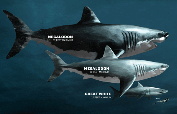 OSB-3-Megalodon-vs-Great-White_600