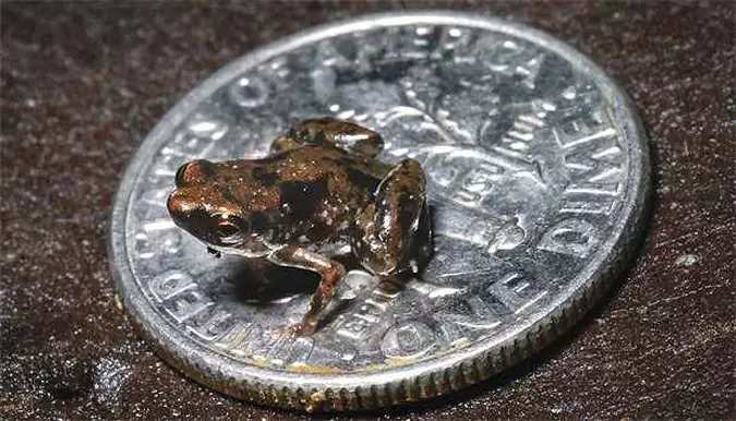 Paedophryne amauensis menores animais: Paedophryne amauensis