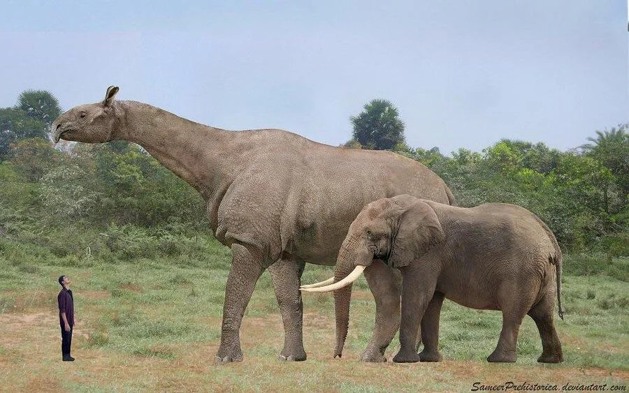 Paraceratherium vs Elefante-africano Paraceratherium vs Elefante-africano