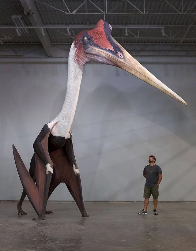 Quetzalcoatlus Quetzalcoatlus