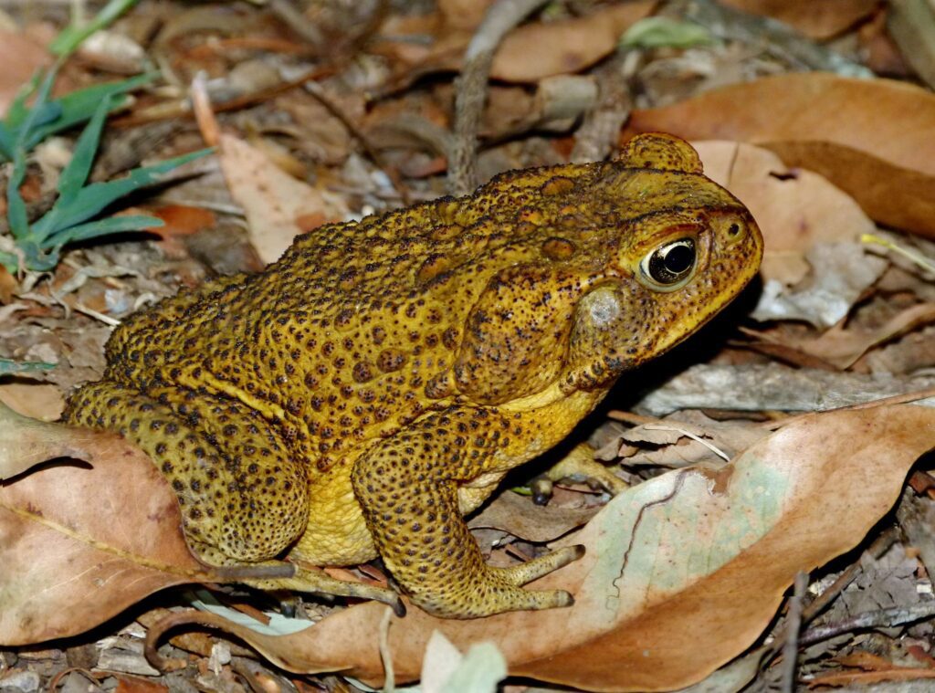 Rhinella marina Sapo cururu é imune a venenos