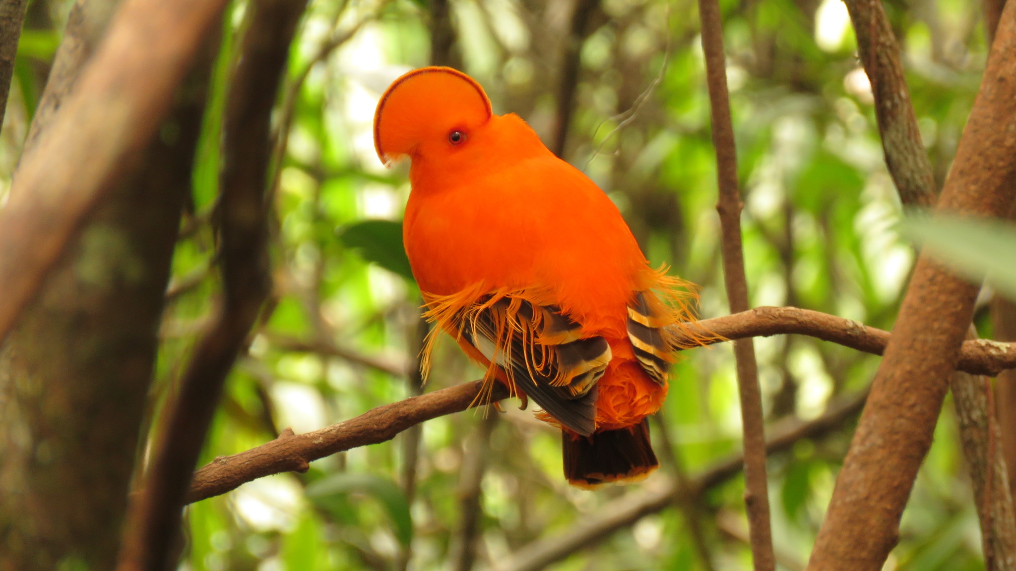 7 animais mais barulhentos do mundo