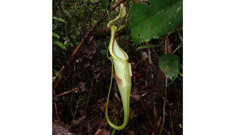 Sabe-se que os morcegos lanosos se empoleiram em Nepenthes hemsleyana