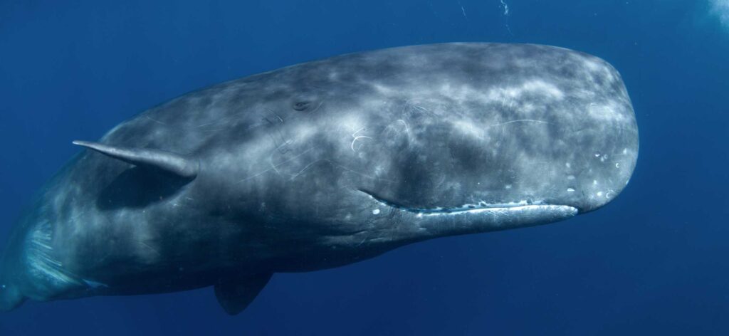 Sperm Whale Baleia cachalote, entre os animais mais barulhentos