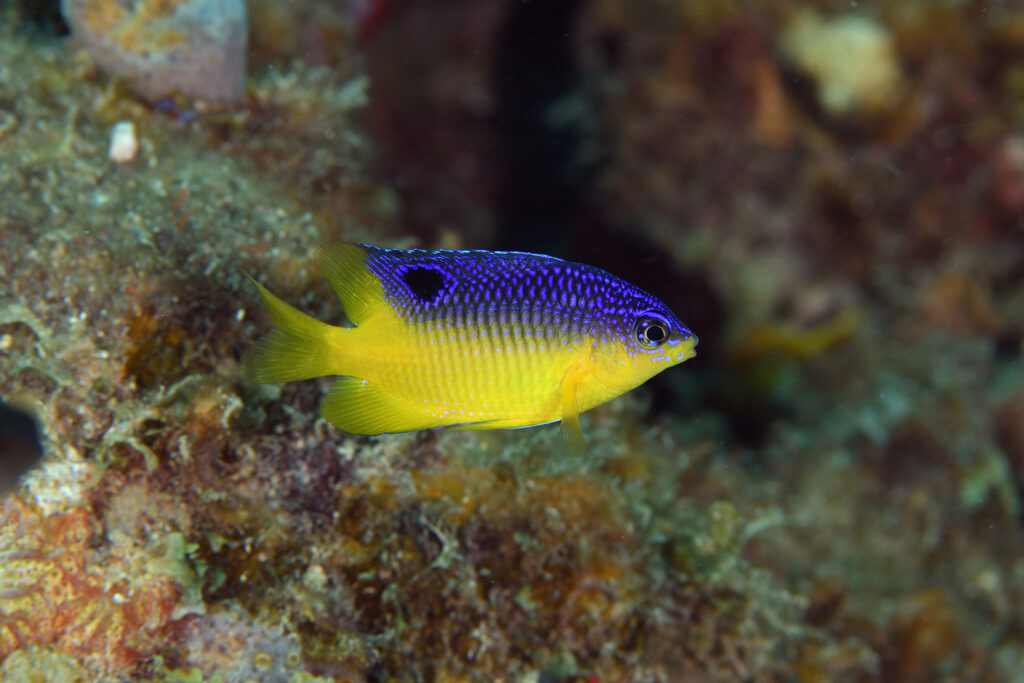 Peixe-donzela (Stegastes leucostictus) Peixe-donzela (Stegastes leucostictus)