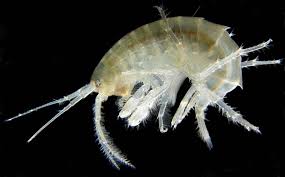 Stygotantulus stocki Menores animais: Stygotantulus stocki