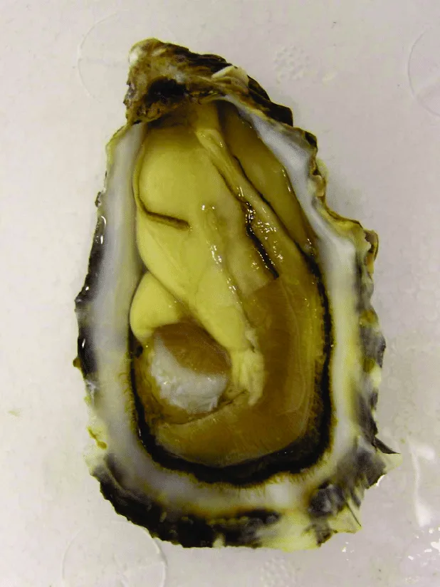 Ostra-do-pacífico (Crassostrea gigas)