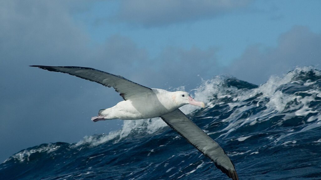 Wandering Albatross Wandering Albatross