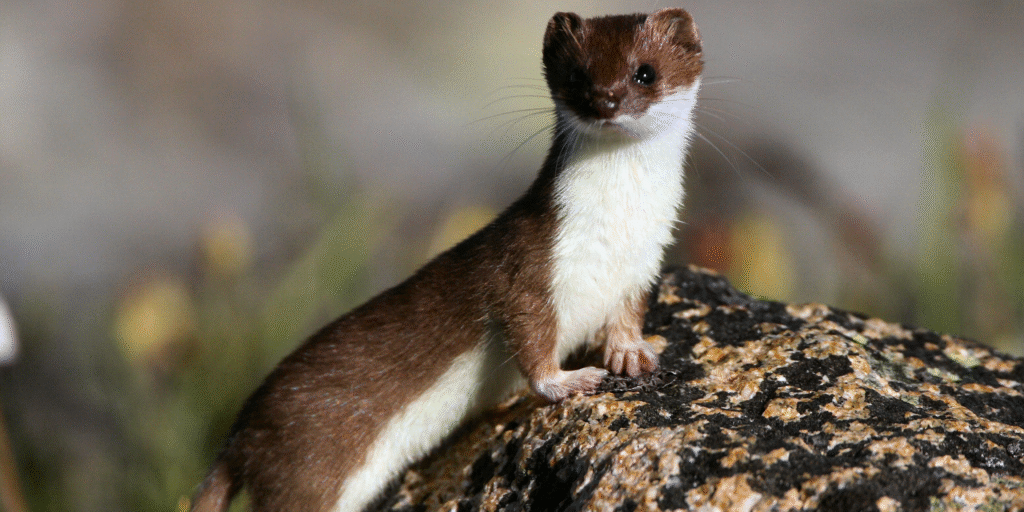 Weasel Weasel