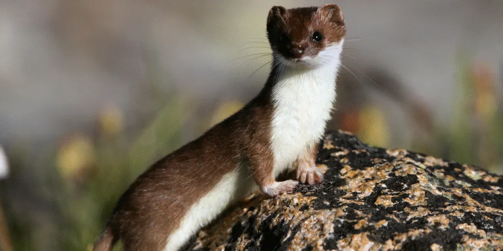 Weasel