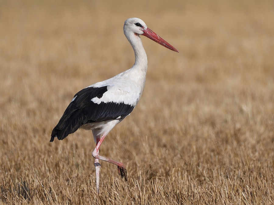 White Stork White Stork