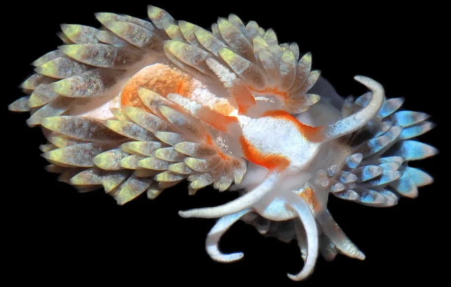 Lesmas-do-mar (Berghia stephanieae)