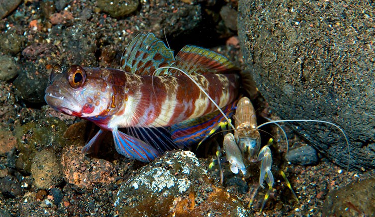 broad-banded-shrimp-goby-pistol-shrimp-two-column.jpg.thumb.1920.1920 simbiose no reino animal