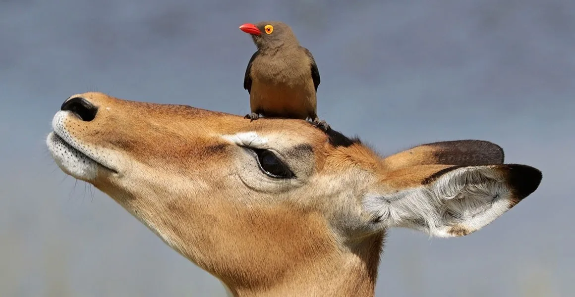 Pássaro-pica-boi sobre um impala, removendo parasitas — exemplo de simbiose no reino animal.