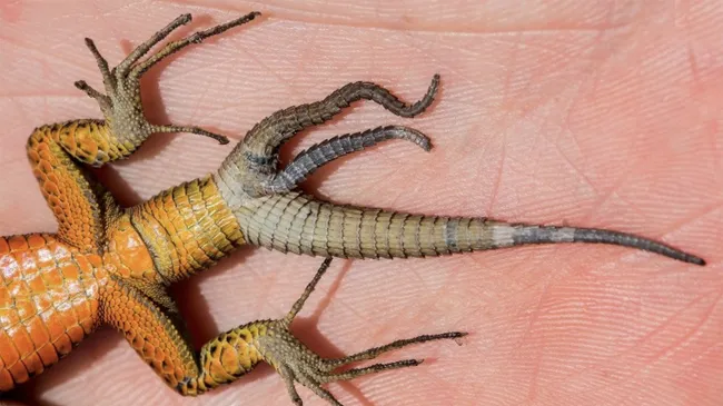 lagarto com duas caldas