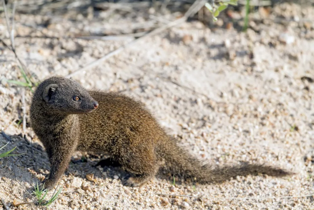 mongoose-adult-body-measures mongoose