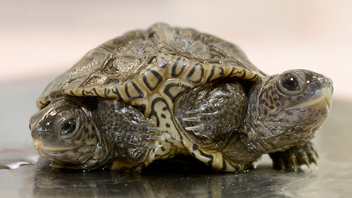 Mutações em animais: 7 casos curiosos e reais