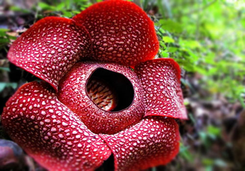 Rafflesia arnoldii Rafflesia arnoldii