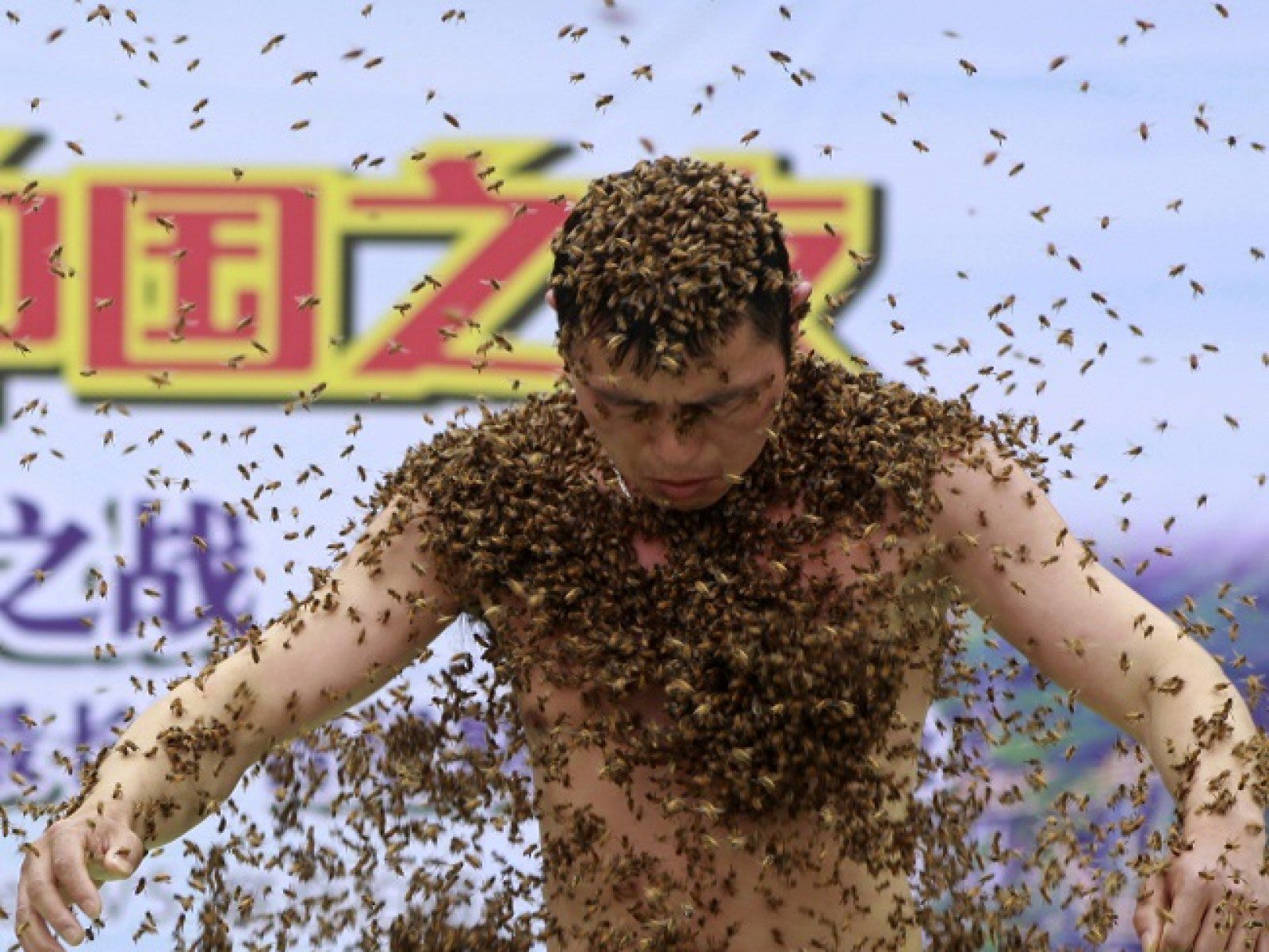 O manto de abelhas: 637 mil abelhas sobre o corpo