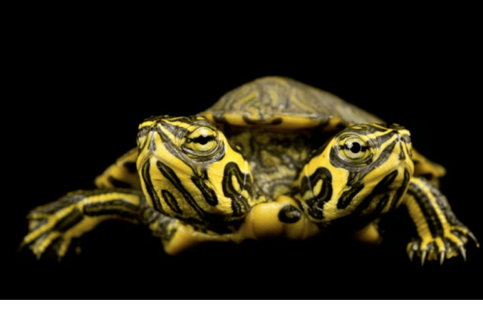 tartaruga de duas cabeças mutações em animais: tartaruga de duas cabeças