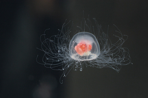 Animais imortais: Turritopsis dohrnii Animais imortais: Turritopsis dohrnii
