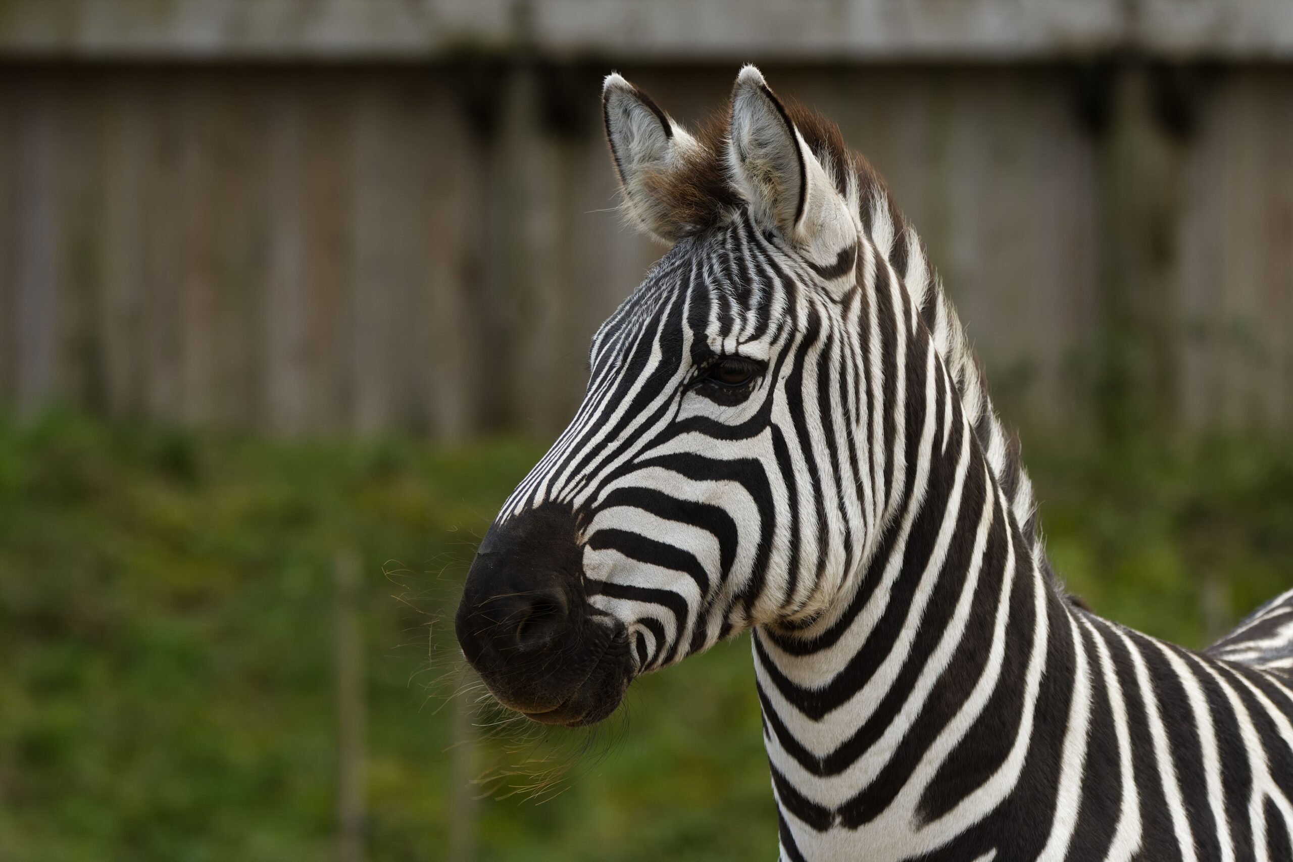 Por que as zebras têm listras?