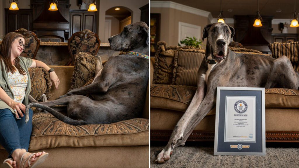 Recorde canino: Zeus, o detentor do recorde em 2023 Recorde canino: Zeus, o detentor do recorde em 2023