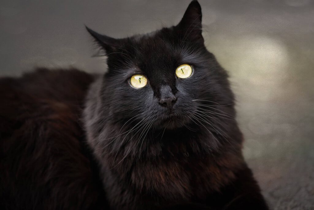 Gato e a símbologia das sete vidas Gato e a símbologia das sete vidas