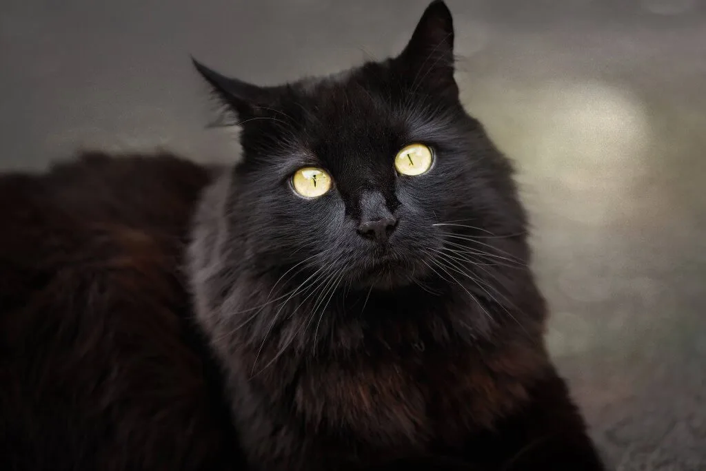 Gato e a símbologia das sete vidas