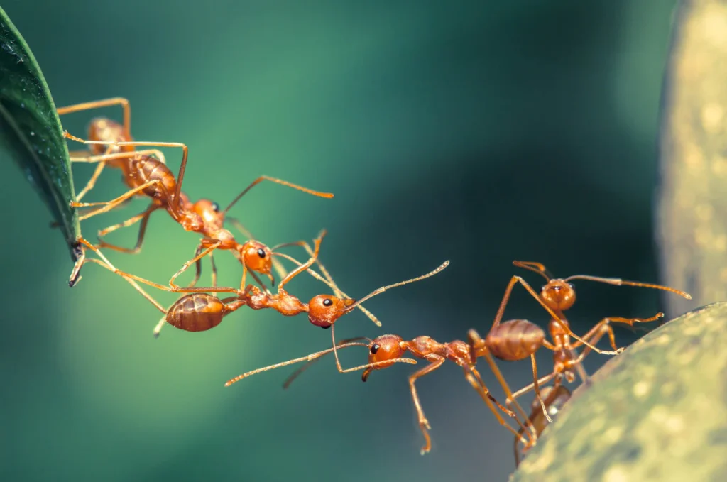 Ant colony Formigas trabalhando em equipe