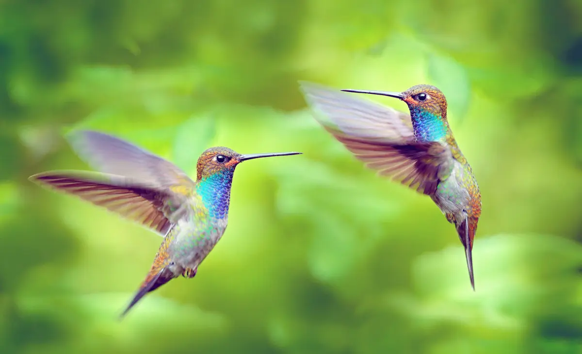 Como os beija-flores desafiam a física do voo