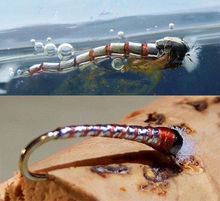 Blephariceridae