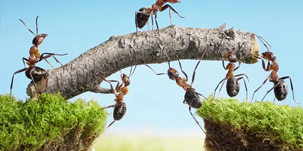 Formigas cooperando Formiga e sua super força