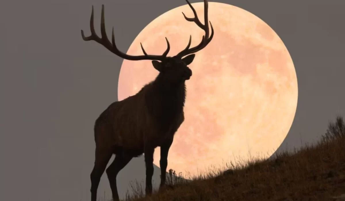 Conheça a Lua do veado e seus mistérios