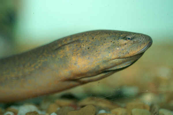 Monopterus albus Monopterus albus