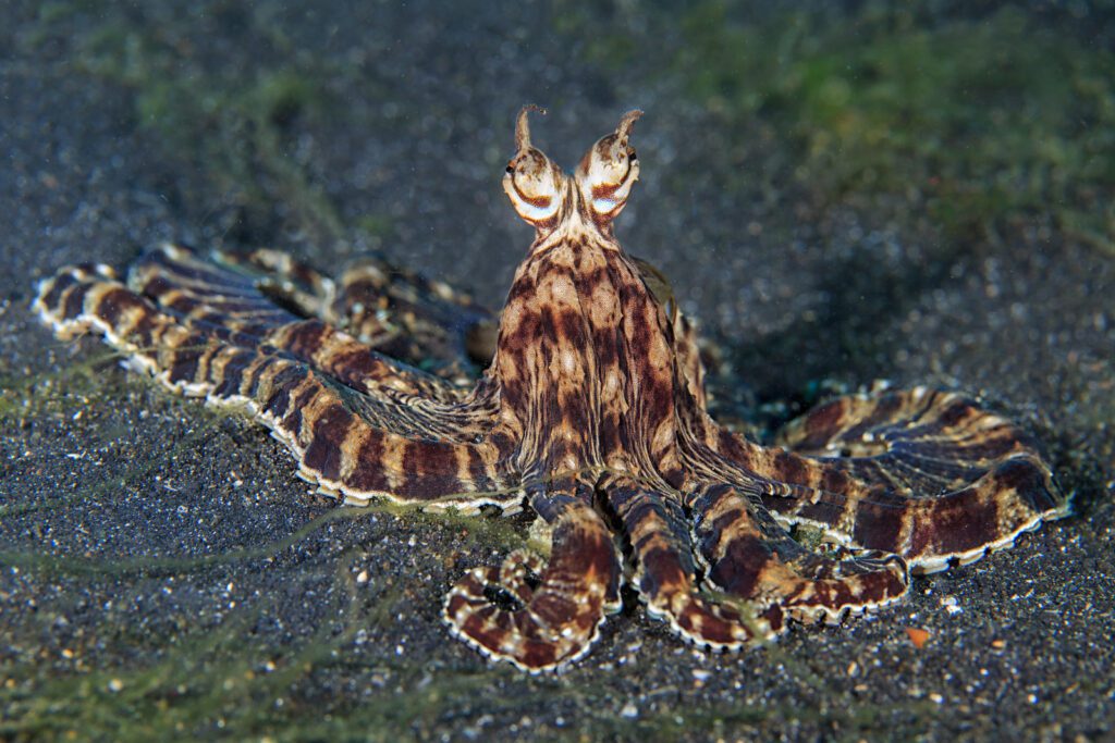 Thaumoctopus-mimicus Polvo e sua incrível capacidade de mudar de forma para se adaptar