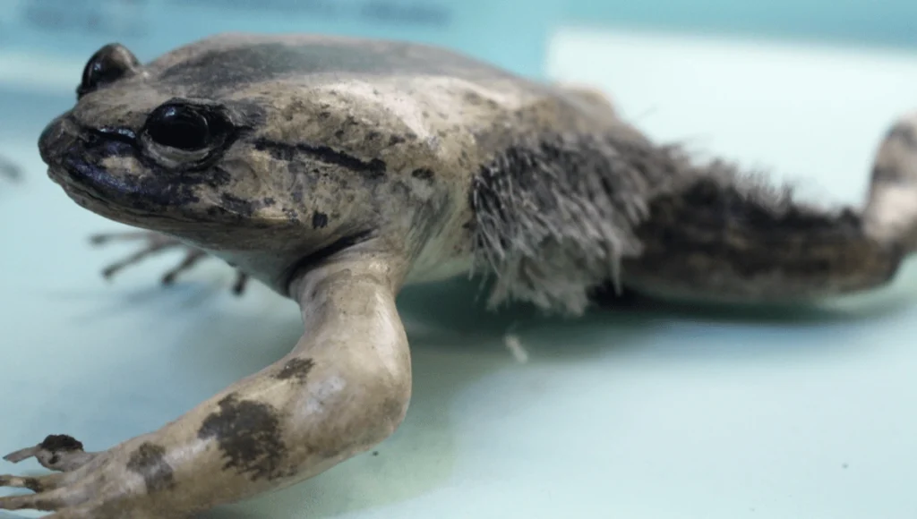 Trichobatrachus robustus O sapo peludo do Congo é conhecido como wolverine do reino animal