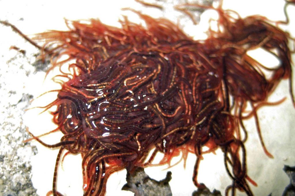 creatures-who-live-in-extreme-enviornments-1024x683 animais de ácido extremo