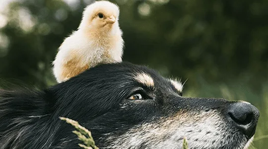 Cachorro adotam filhotes de outras espécies