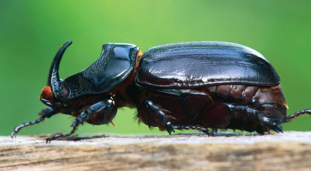 European-rhinoceros-beetle Besouro-rinoceronte