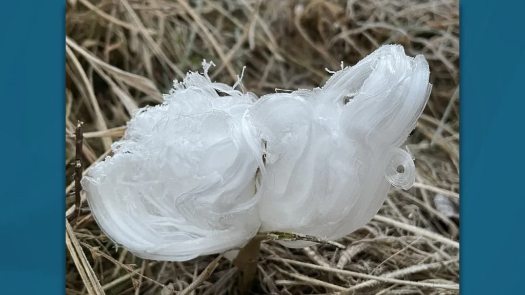 Frost-Flower-2 flores de gelo em foco