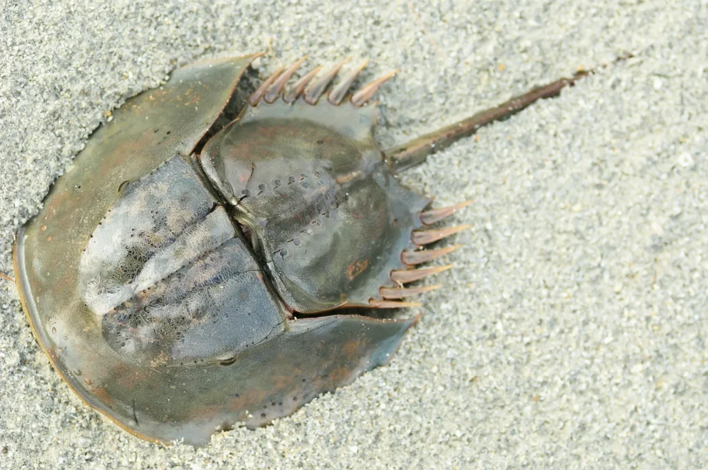 eyes-horseshoe-crab-myriapods-trilobites-chelicerates-scorpions Caranguejo-ferradura