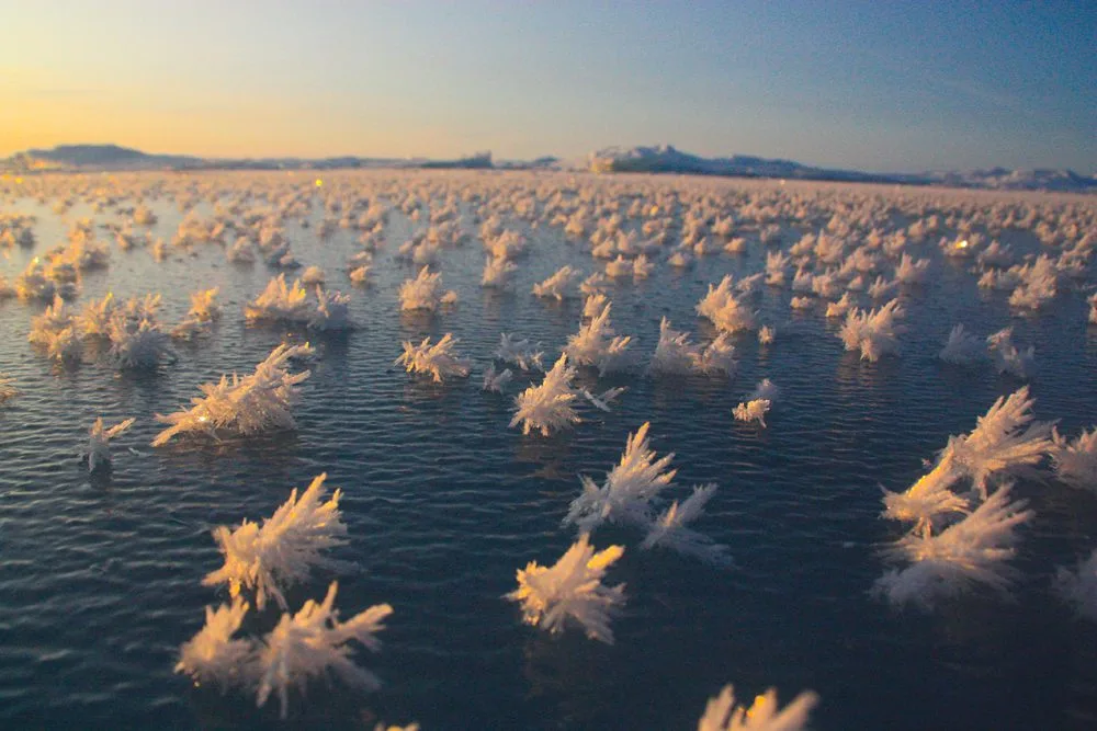 frost flowers