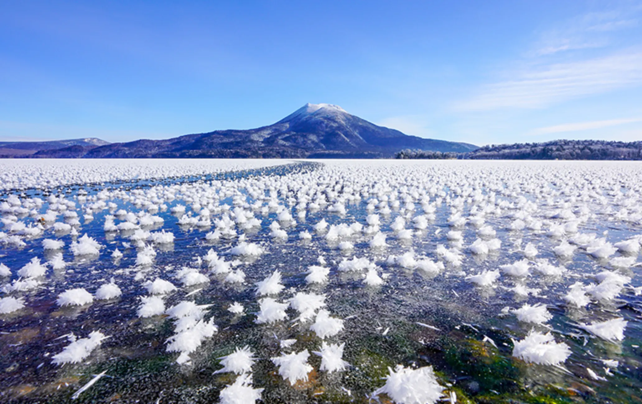 Flores de gelo: veja como se formam as frost flowers